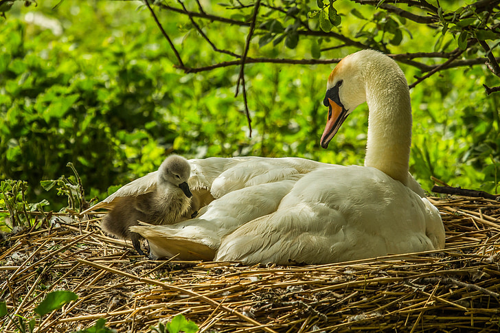 white duck with duckling in brown nest