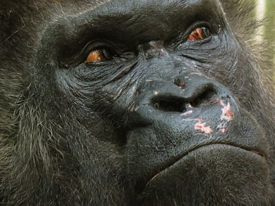 closeup photo of black gorilla