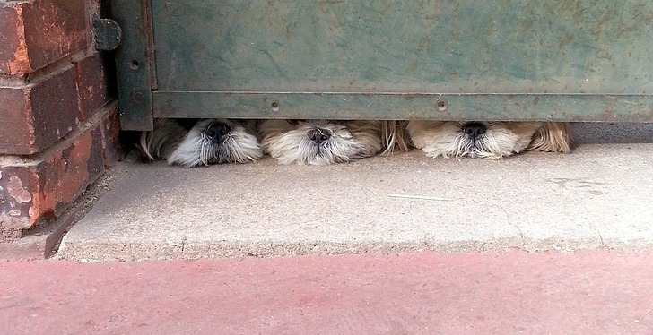 three dog hiding from green gate