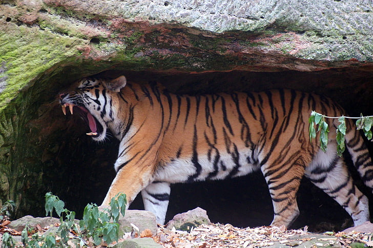 photo of tiger in cave