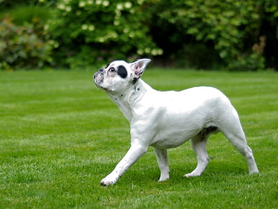 short-coated white dog on green grass field