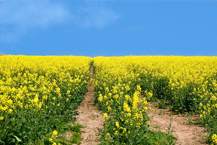 yellow rapeseed flower field under blue sky during daytime