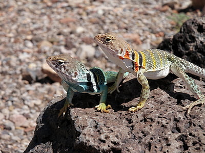 two geckos on a rock