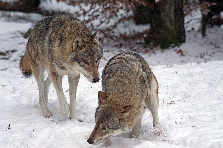 two brown wolves on snow closeup photography at daytime