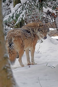 brown wolf on snow ground