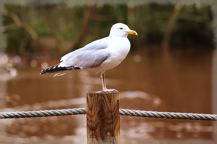 white seagull perch on brown wooden post