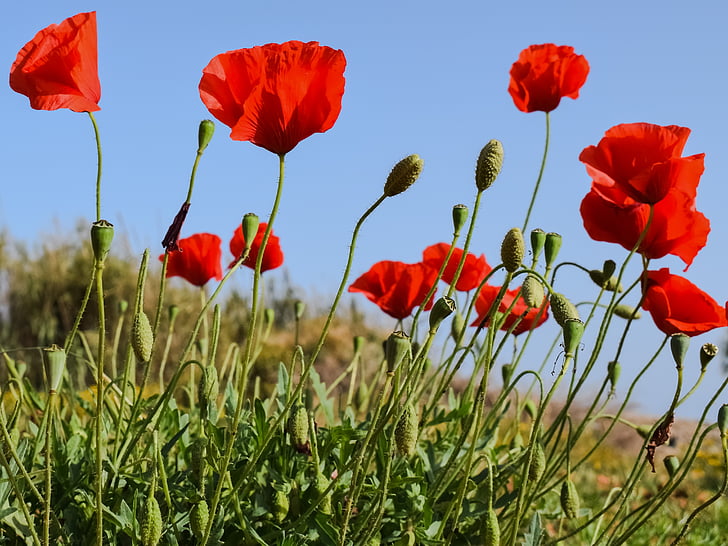 red poppies under blue sky
