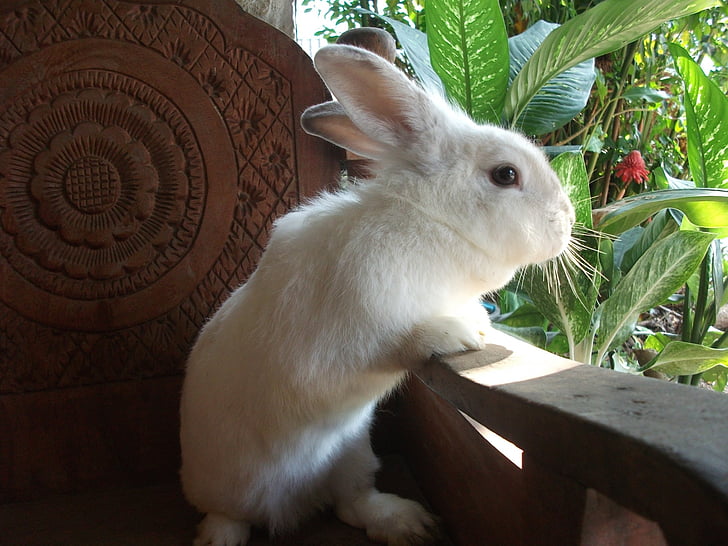 white rabbit leaning on wooden armchair