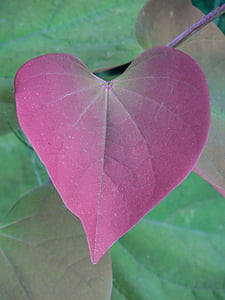 purple leaf focus photography