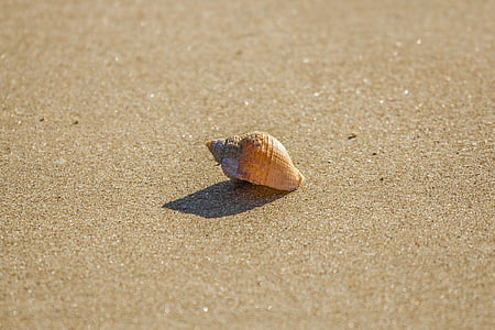 brown seashell on seashore