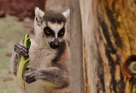 brown lemur carrying fruit