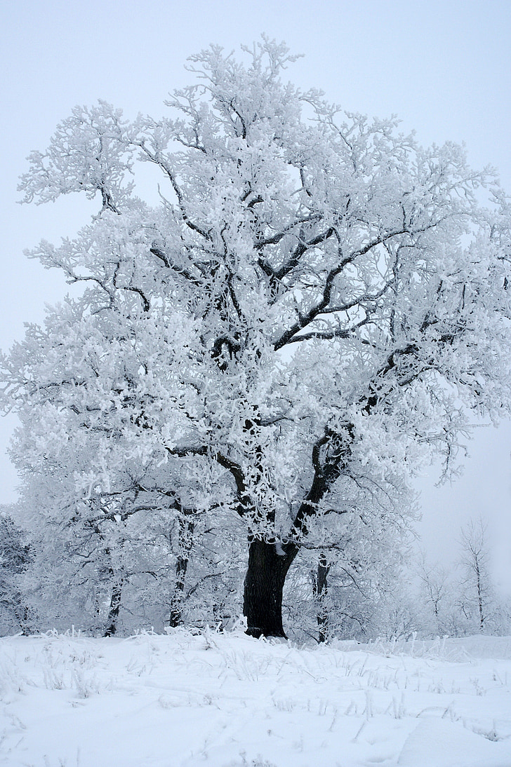 white tree covered with snow