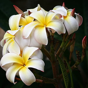 white-and-yellow plumeria flower in full bloom