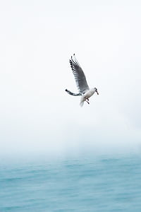 seagull flying over body of water during daytime