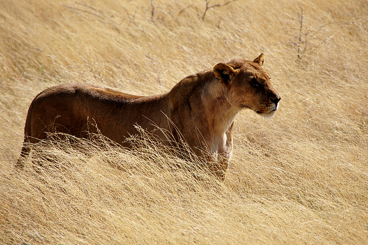 animal photography of lioness