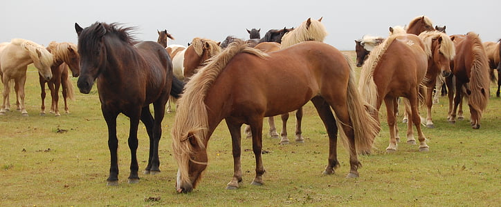 brown horses during daytime photo