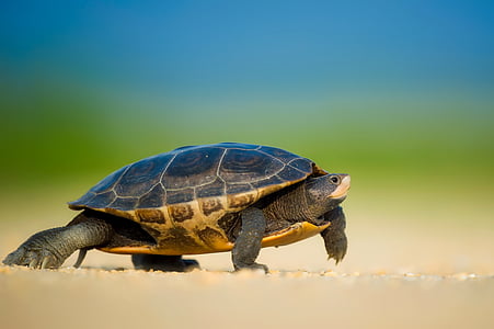 brown turtle walking on brown sand at daytime