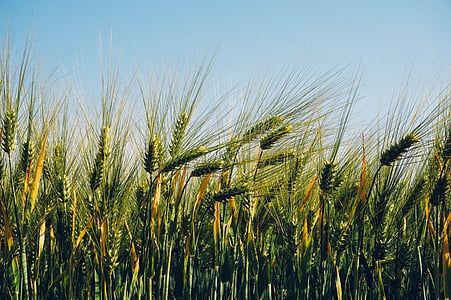 green wheat plants during daytime photography