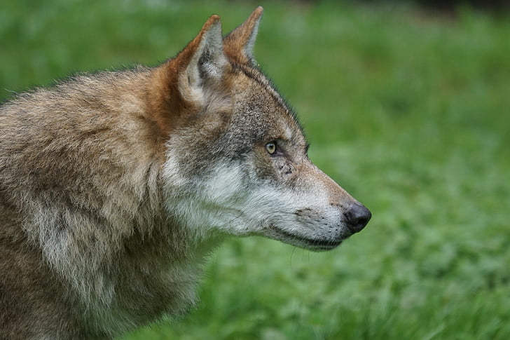shallow focus photography of brown wolf