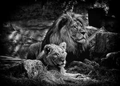 grayscale photo of two lions