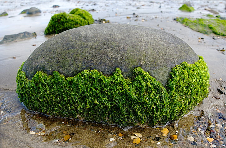 gray stone with half-filled moss