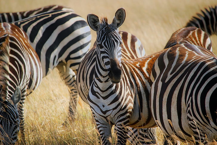 zebras standing on green grass