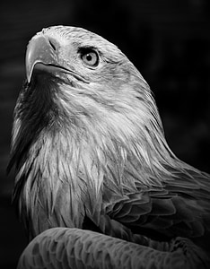 grayscale photography of eagle