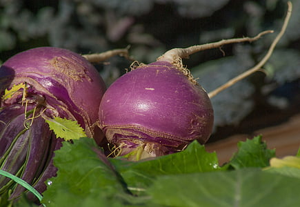 tilt shift lens photography of purple vegetable