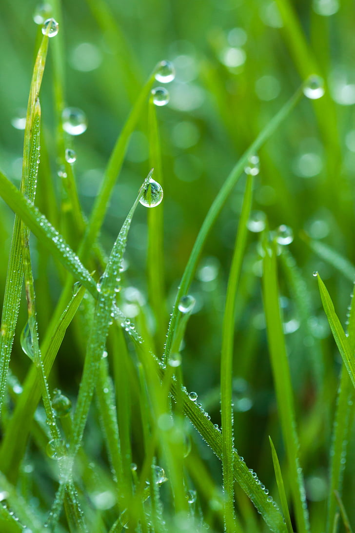 macro photo of green grass with water droplets