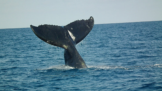 black whale diving into ocean