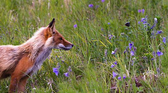 brown and white fox photo during daytime