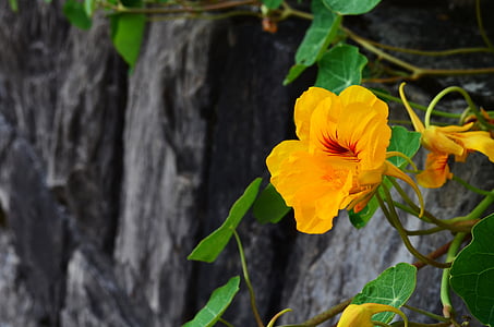 closeup photography of yellow and orange nasturtium flower vine on grey wall
