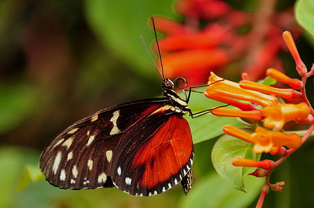 macro photography of butterfly perching on flower