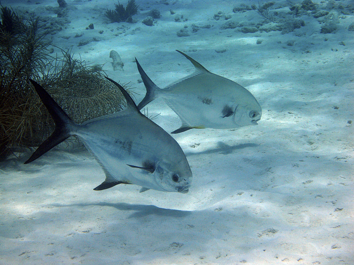 underwater photography of of two gray piranhas