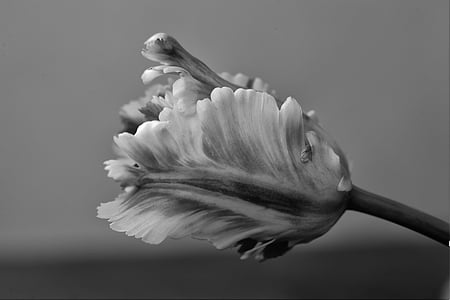 grayscale photography of flower