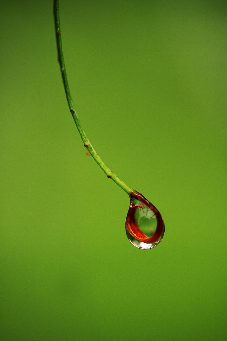 shallow focus photography of green stem
