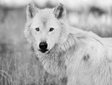 grayscale photo of wolf near grass