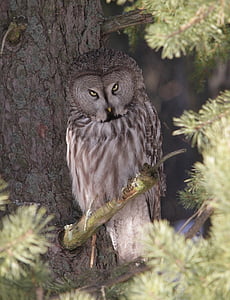 brown owl perching on tree
