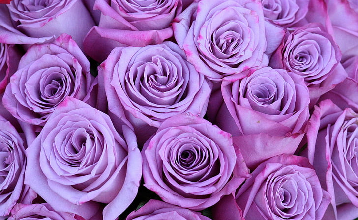 photo of pink roses