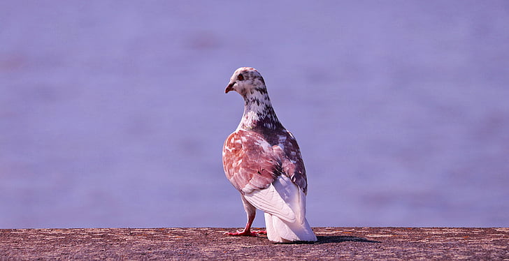 shallow focus photography of brown and white pigeon
