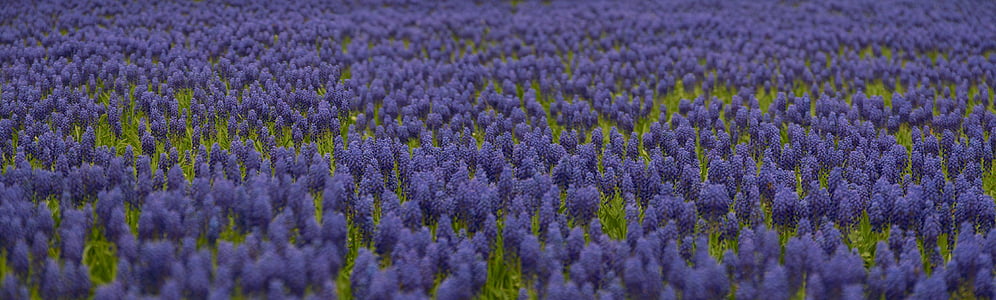 purple grape hyacinth flower field