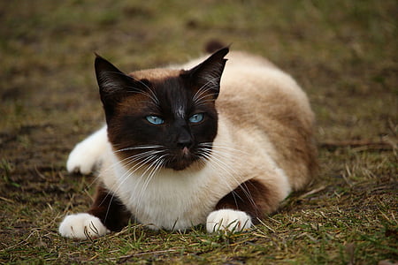 Siamese cat on top of grass