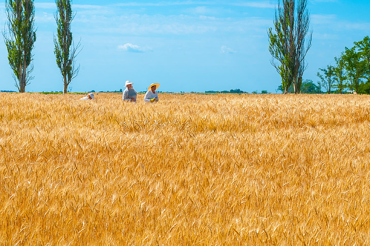 three people harvesting wheats during dayitme