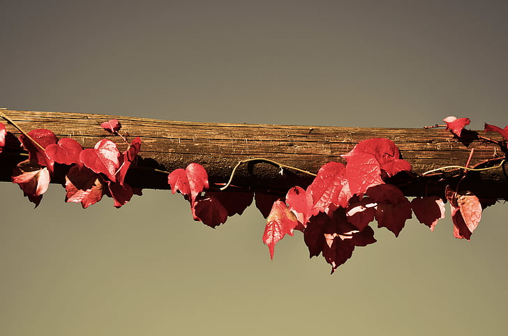 red leaves on wooden lumber