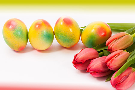 yellow eggs and red tulips on white surface