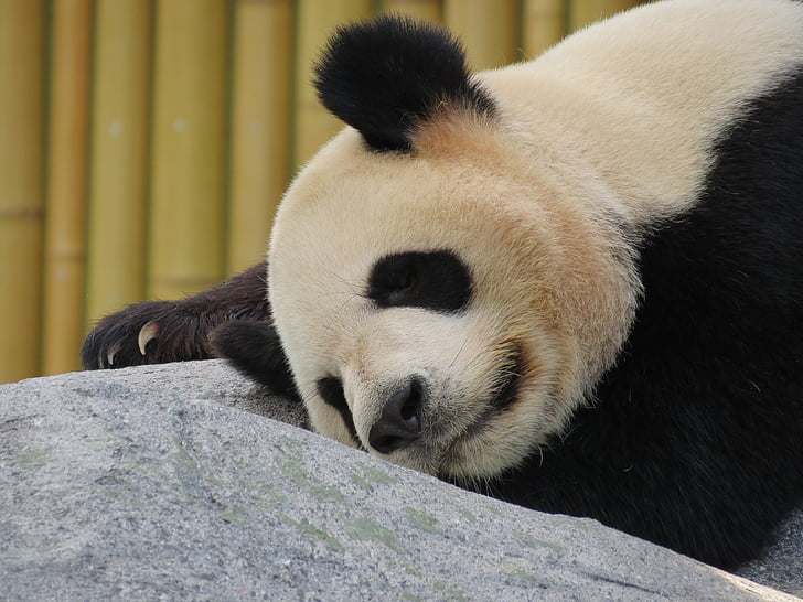 Panda lying on gray rock