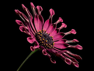 red spoon daisy closeup photography