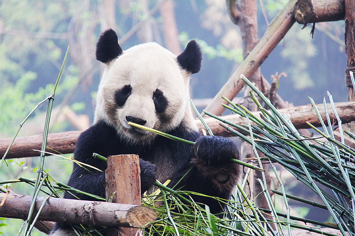 Royalty-Free photo: Panda eating bamboo | PickPik