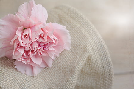 pink carnation flower on white mesh textile