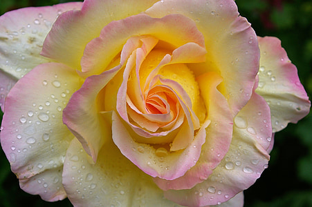 white, yellow, and pink petaled flower close-up photography